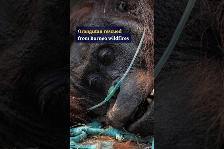 Orangutan rescued from Borneo wildfires