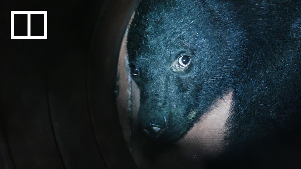 A more humane way of reducing bear attacks in Japan