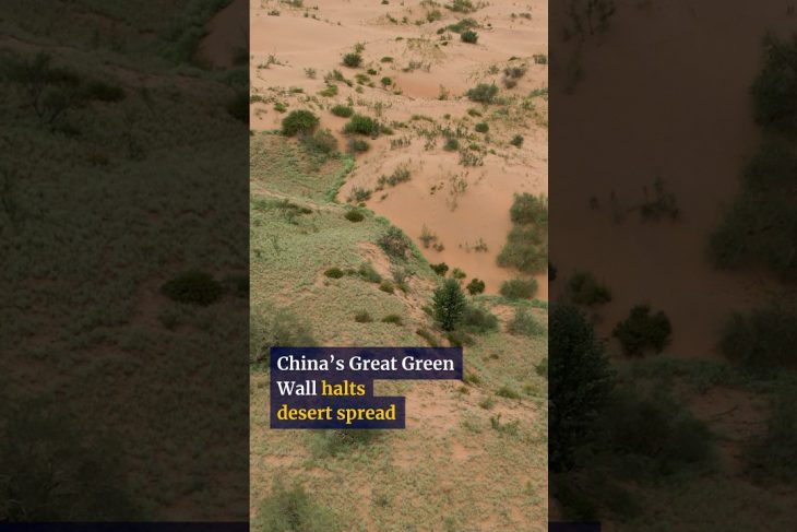 China’s Great Green Wall halts desert spread