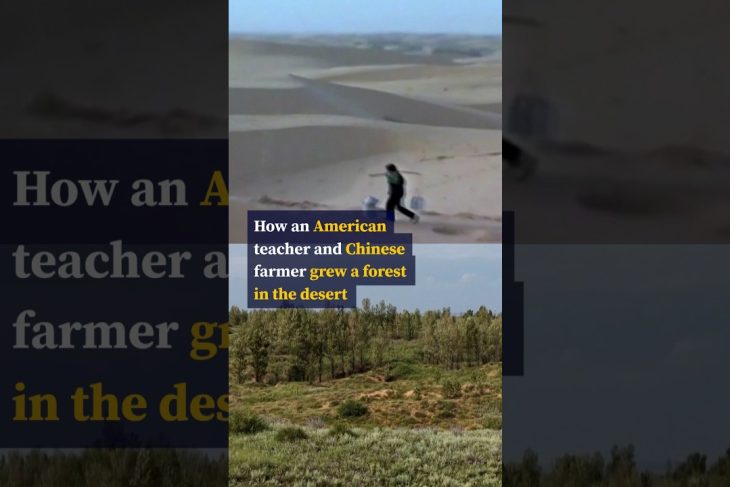 How an American teacher and Chinese farmer grew a forest in the desert