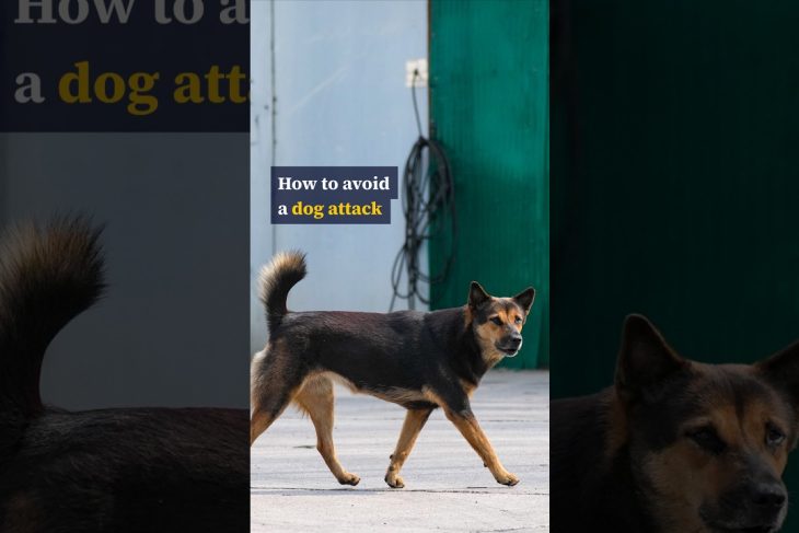 How to avoid a dog attack