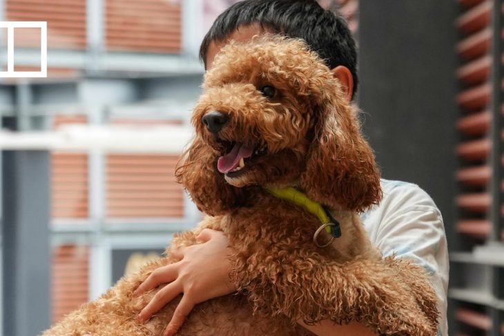 Is it time to revisit Hong Kong’s dangerous dog laws?