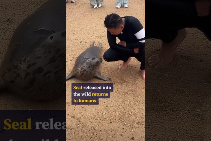 Seal in China swims 200km back to island home after ‘missing’ humans