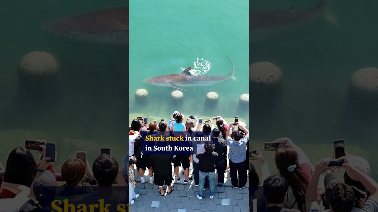 Shark trapped in South Korean canal draws hundreds of thousands of visitors