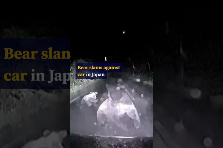 Bear slams against car in Japan