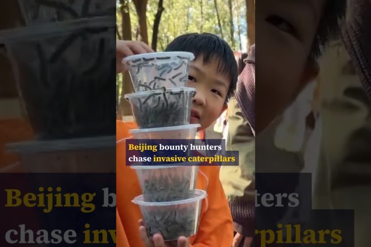 Beijing bounty hunters chase invasive caterpillars