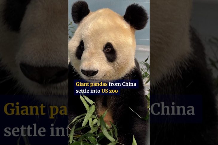 Giant pandas from China settle into US zoo