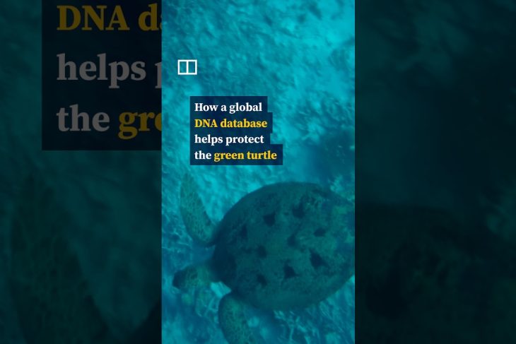 How a global DNA database helps protect the green turtle