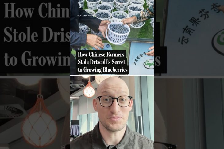 How China Stole Driscoll’s Secret for Blueberries