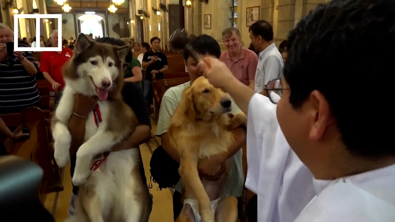 In Manila, pets get their special annual blessing