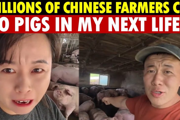 Millions of Chinese Farmers in Tears! Pork and Crab Prices Crash, Feed Soars—No Pigs Next Life!